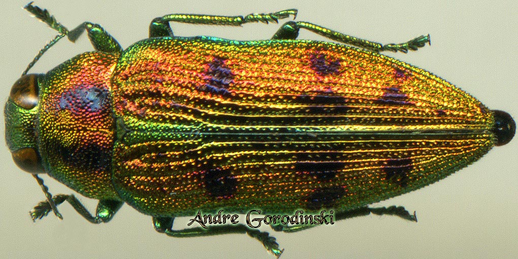 http://www.gorodinski.ru/buprestidae/Ovalisia cupreosplendens miribella.jpg